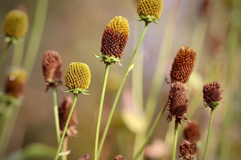 Coneflowers