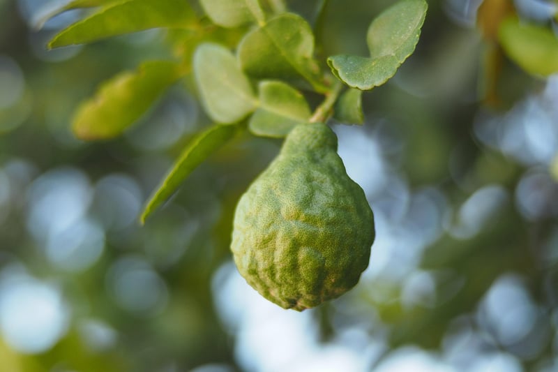 Wild Bergamot